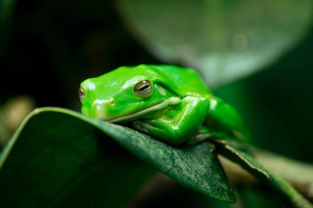 are-frogs-omnivores-herbivores-or-carnivores-frog-photo-1