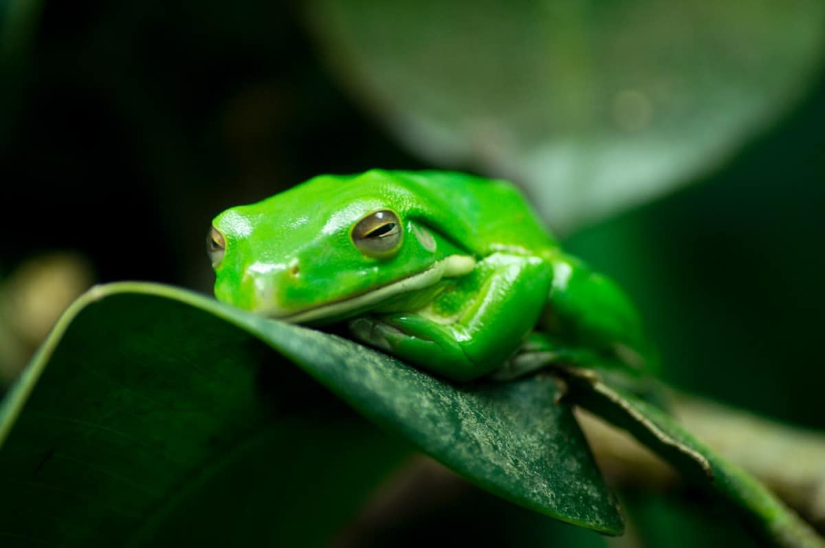 Are Frogs Omnivores, Herbivores, Or Carnivores?