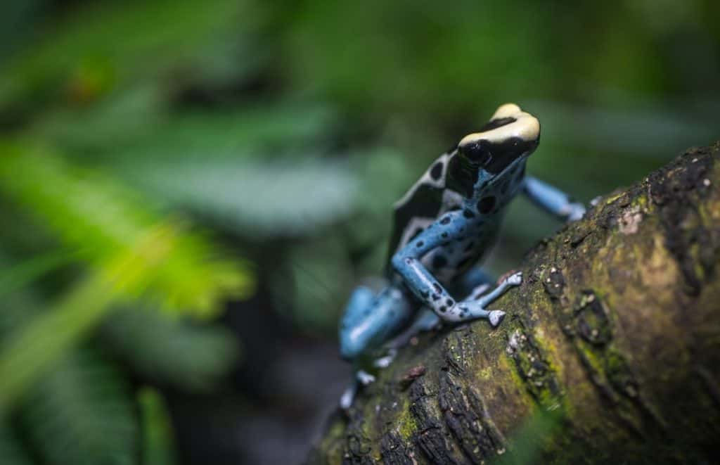 are-frogs-omnivores-herbivores-or-carnivores-frog-photo-2