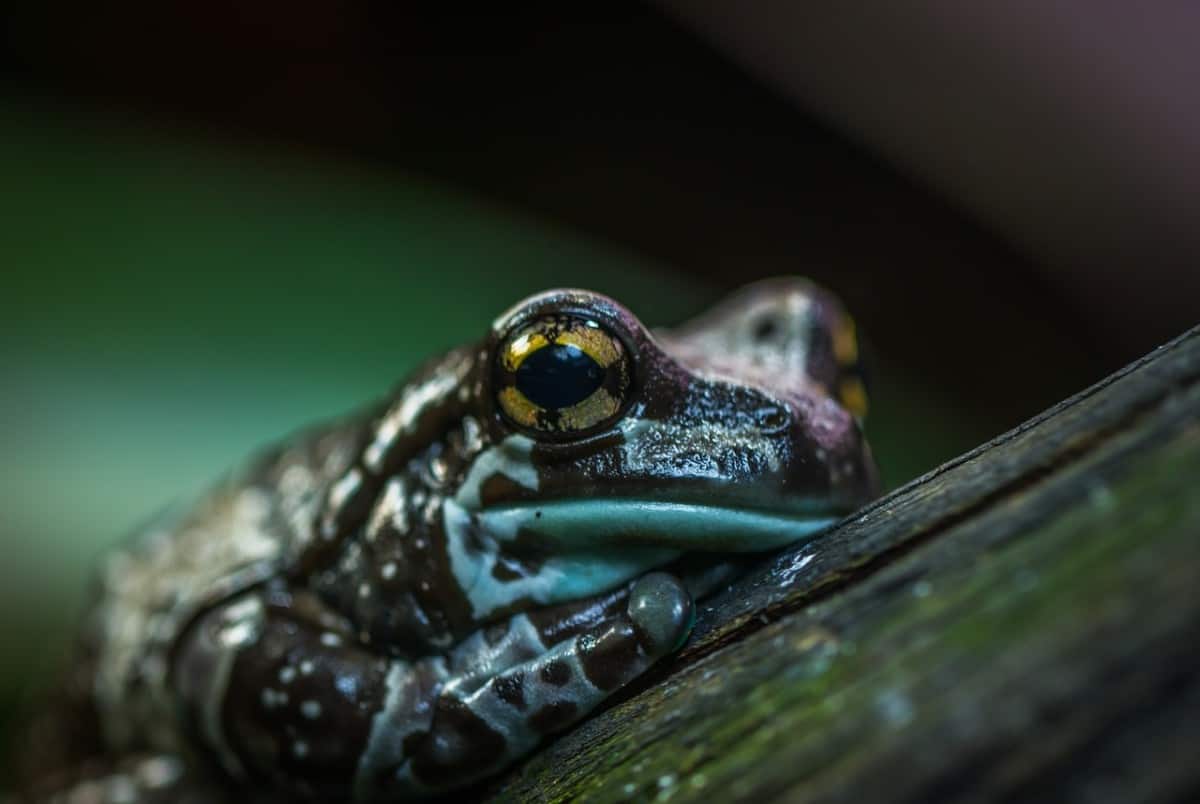 Are Frogs Omnivores, Herbivores, Or Carnivores?