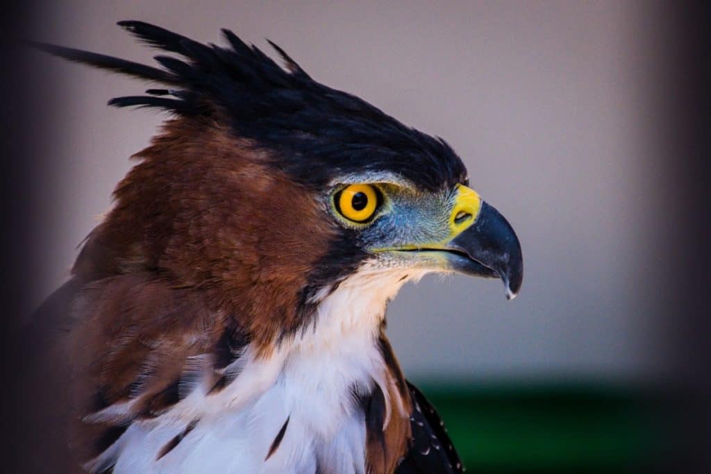 do-eagles-qualify-as-apex-predators-eagle-photo-1