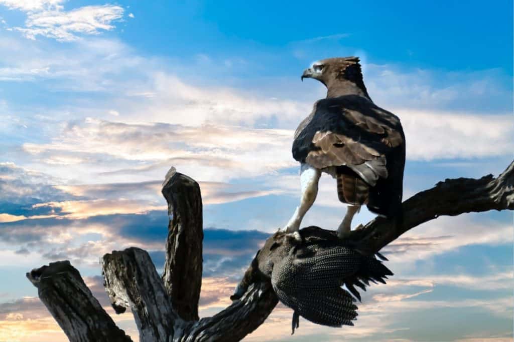 do-eagles-qualify-as-apex-predators-thumbnail