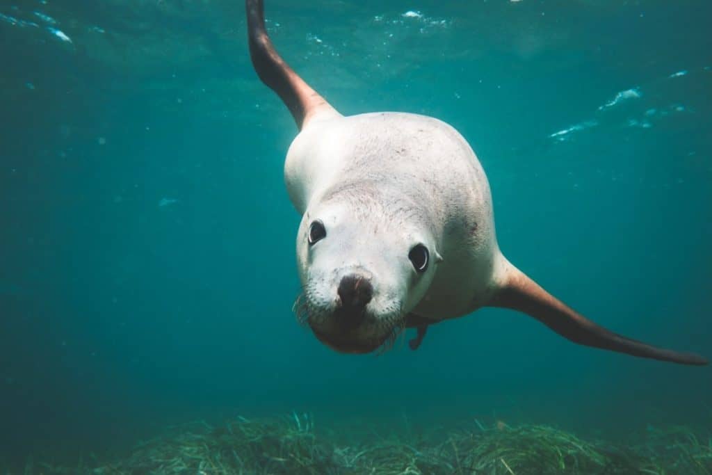 is-a-seal-considered-a-fish-an-animal-or-a-mammal-seal-photo-1