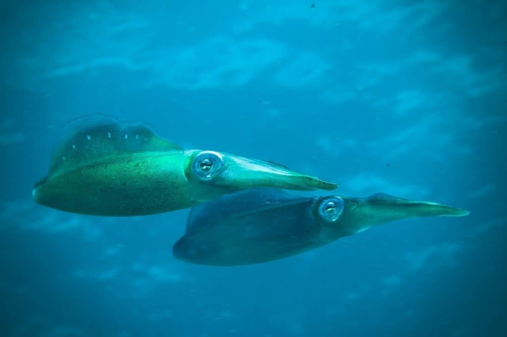 is-a-squid-considered-a-fish-a-shellfish-or-a-mammal-thumbnail