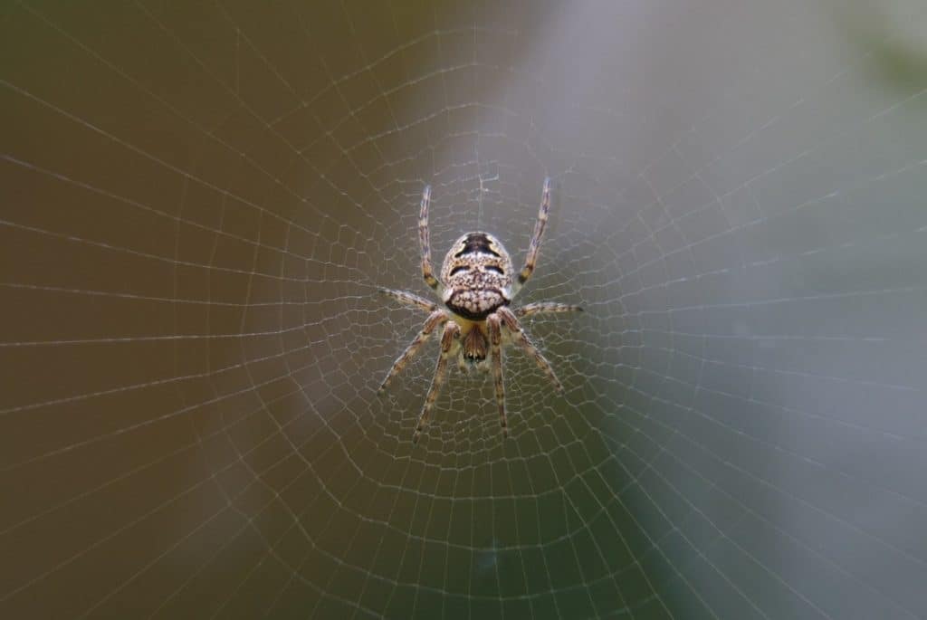 what-are-the-weaknesses-of-spiders-spider-photo-1