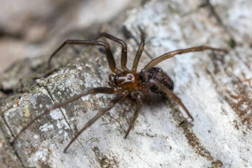what-are-the-weaknesses-of-spiders-spider-photo-3