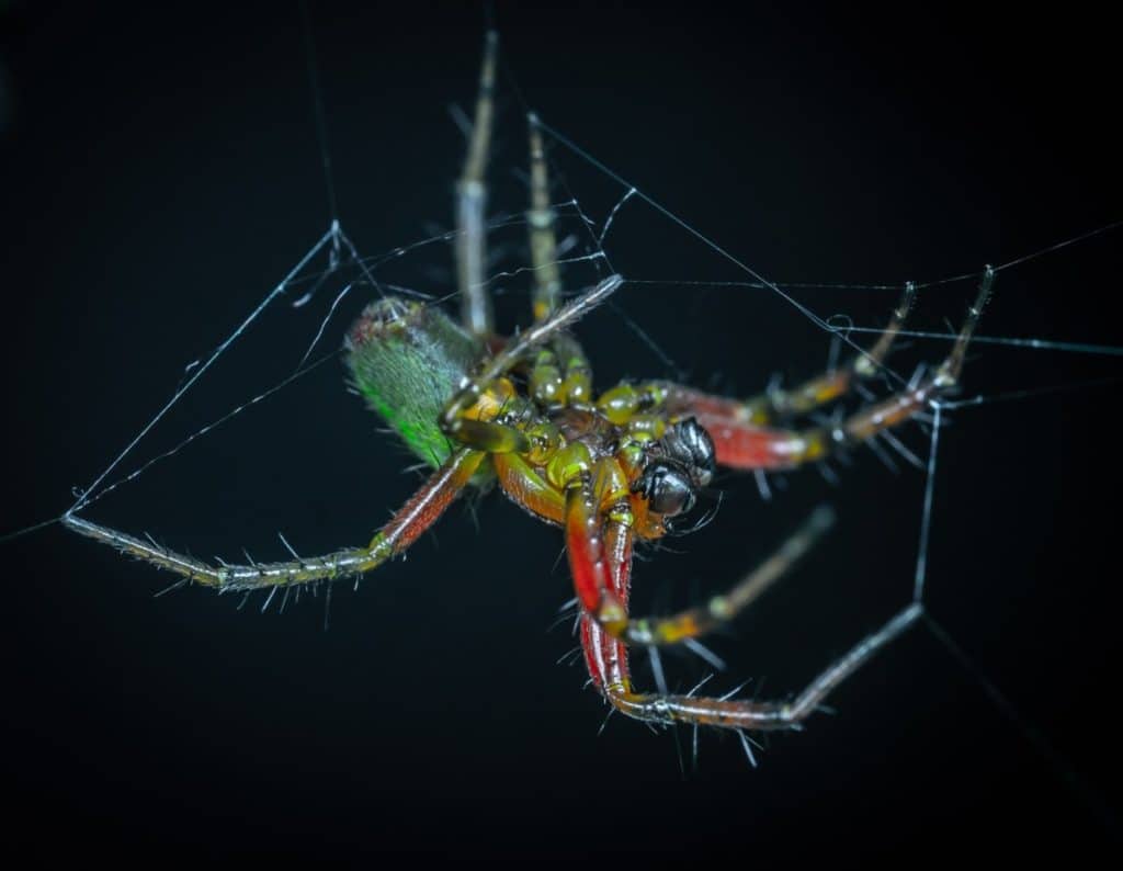 what-are-the-weaknesses-of-spiders-thumbnail