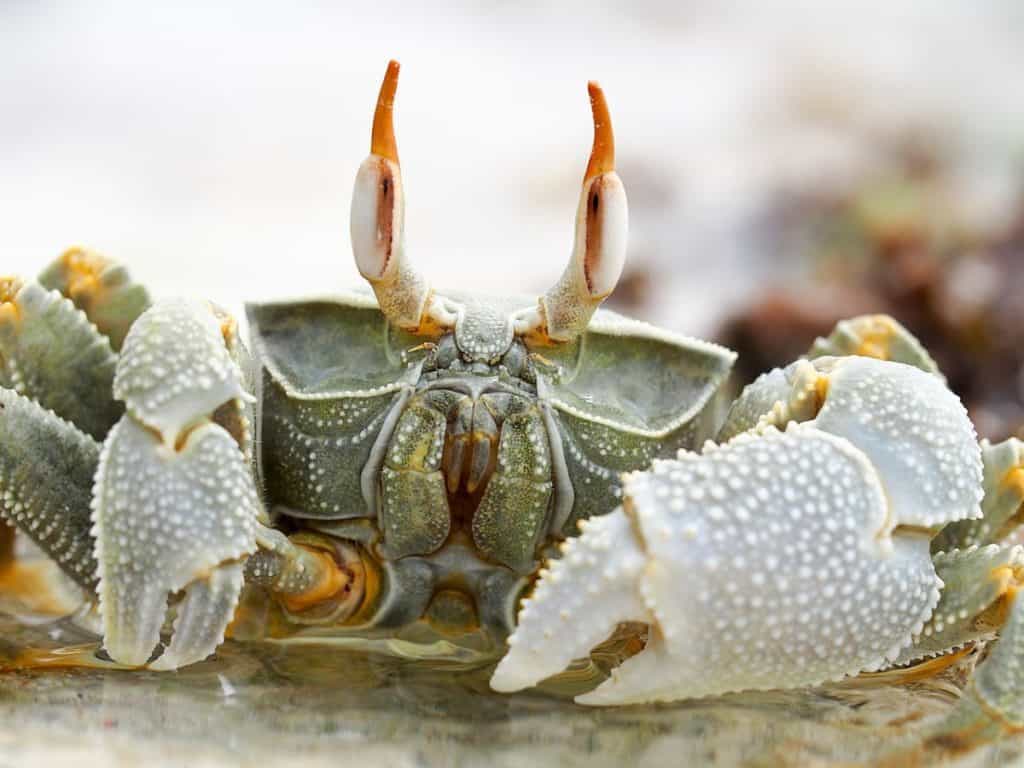 what-does-crab-meat-smell-like-when-it-has-gone-bad-crab-photo-1