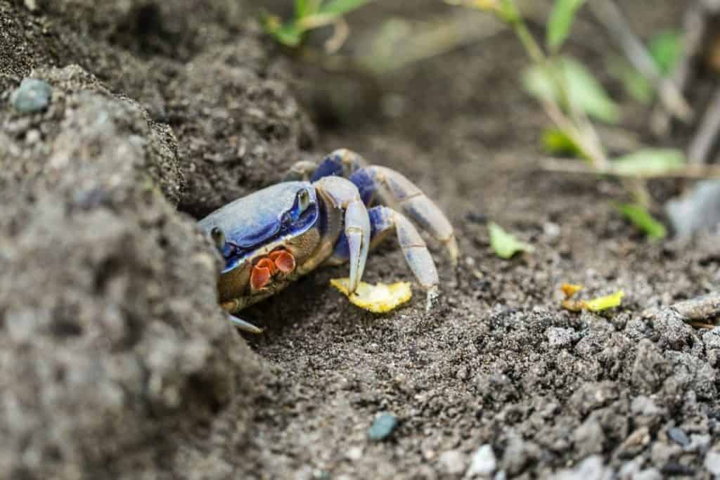 what-does-crab-meat-smell-like-when-it-has-gone-bad-crab-photo-3
