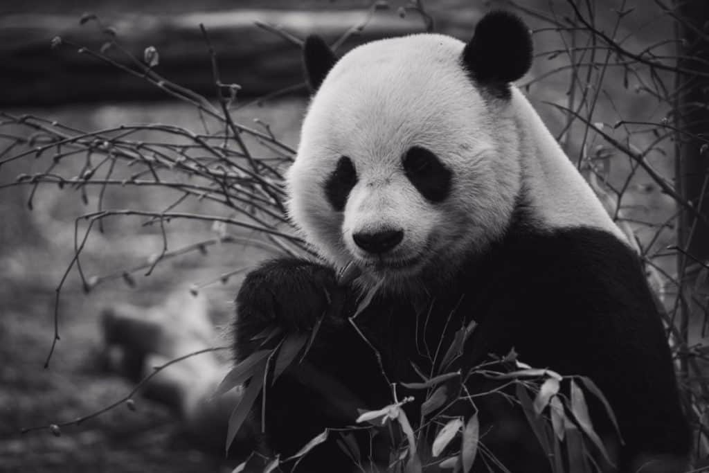 what-does-panda-meat-taste-like-panda-photo-1