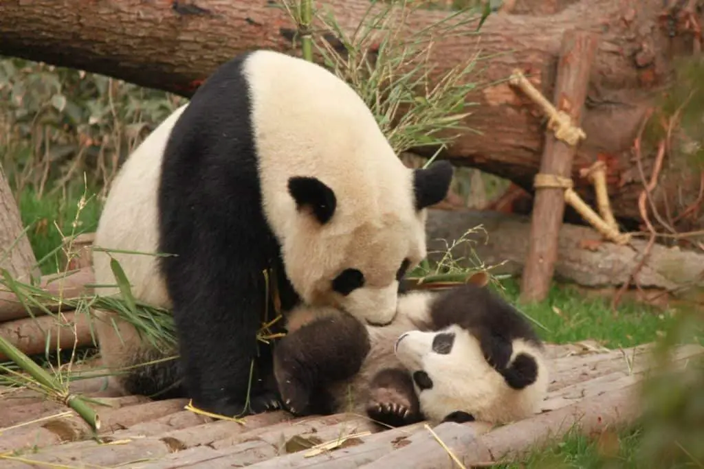 what-does-panda-meat-taste-like-thumbnail