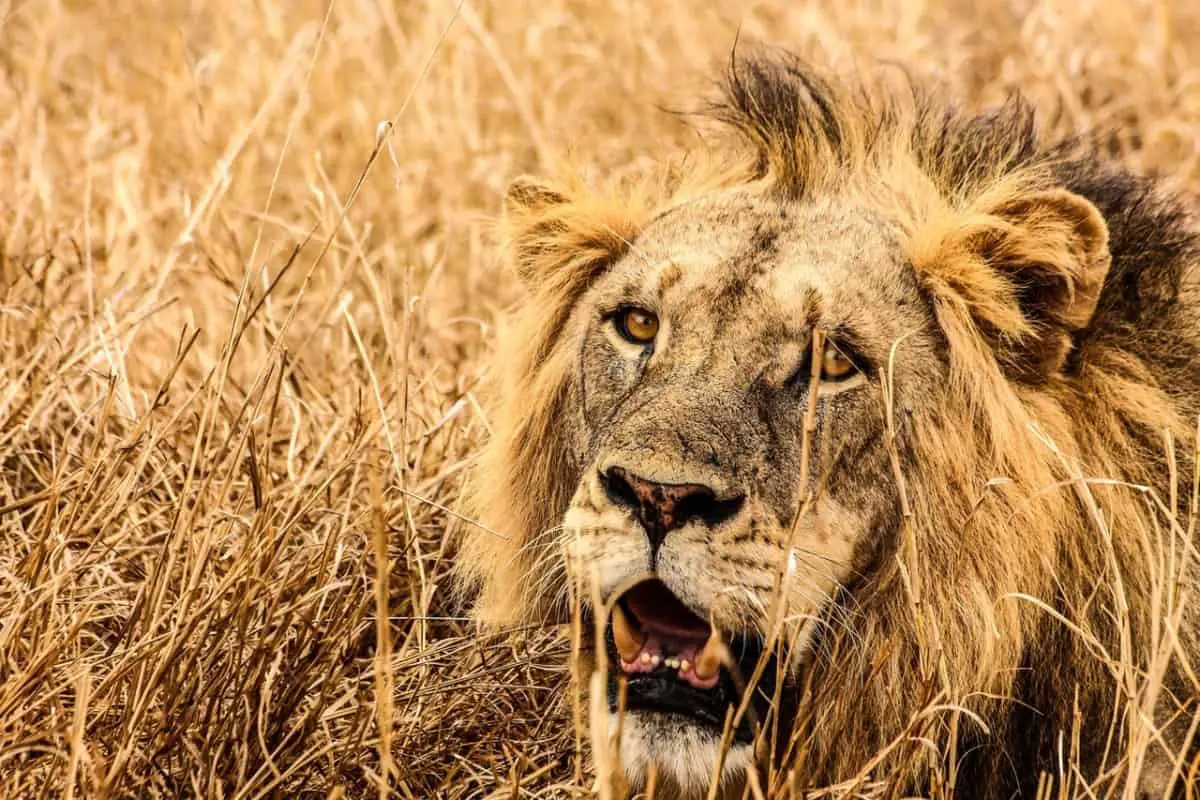 What Is The Biggest Lion That Has Ever Been Recorded?