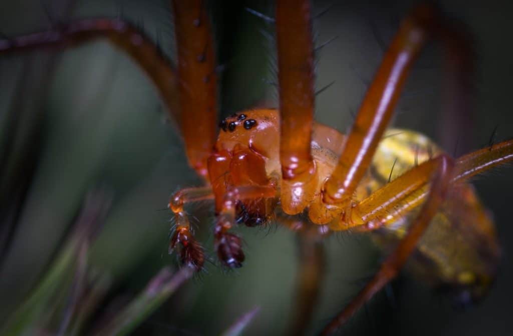 are-spiders-with-red-legs-poisonous-thumbnail
