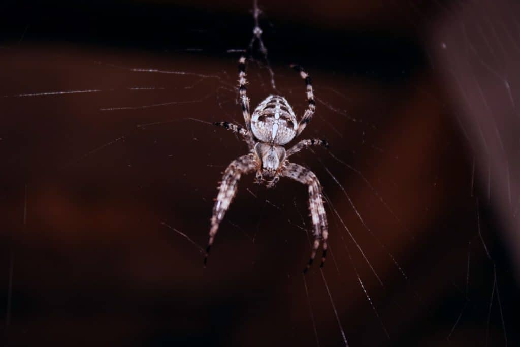 are-white-spiders-poisonous-spider-photo-1