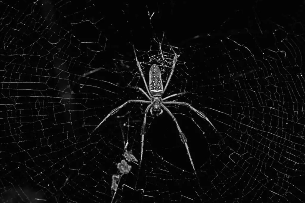 are-white-spiders-poisonous-thumbnail
