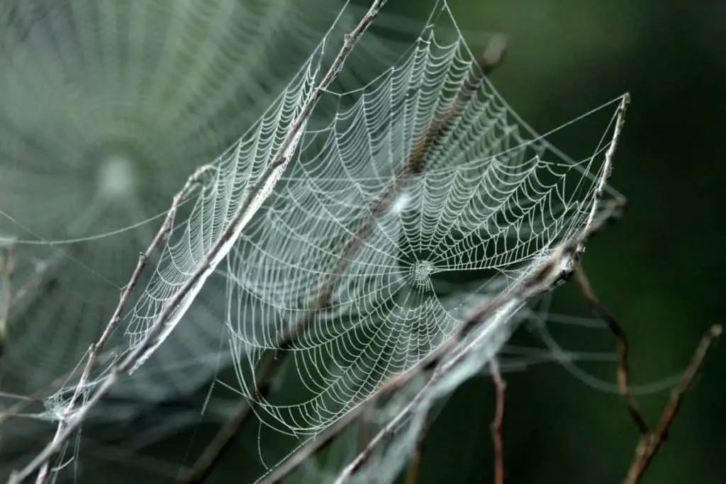 can-spider-webs-be-poisonous-spider-web-photo-1
