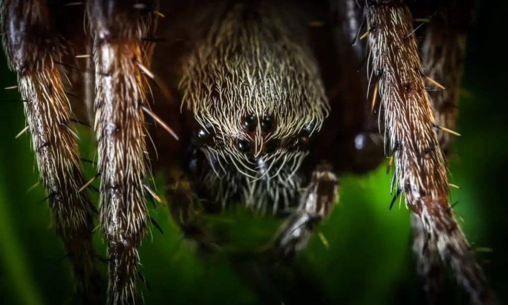 can-spiders-run-spider-photo-1