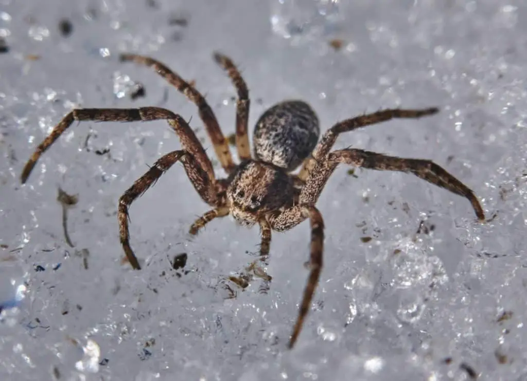 do-invisible-spider-species-exist-thumbnail