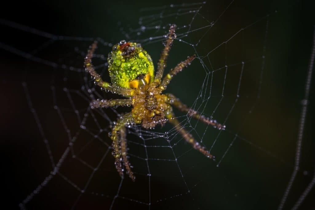is-a-spider-web-dangerous-thumbnail