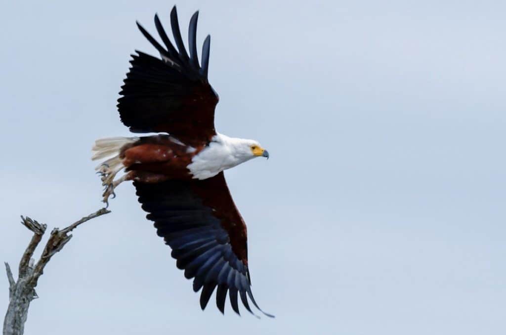 what-is-the-strongest-eagle-species-eagle-photo-2