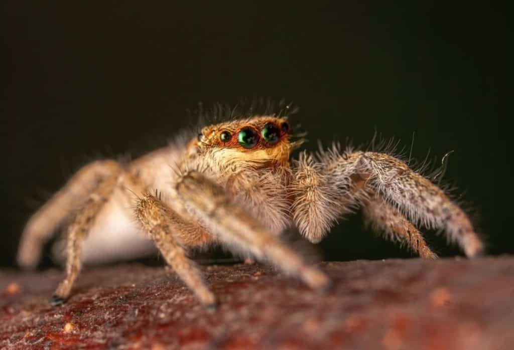 what-sounds-do-spiders-make-spider-photo-1
