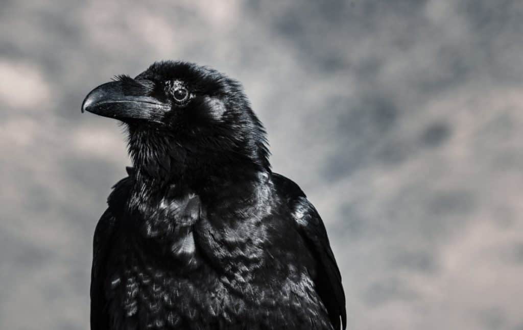 can-you-eat-a-raven-raven-photo