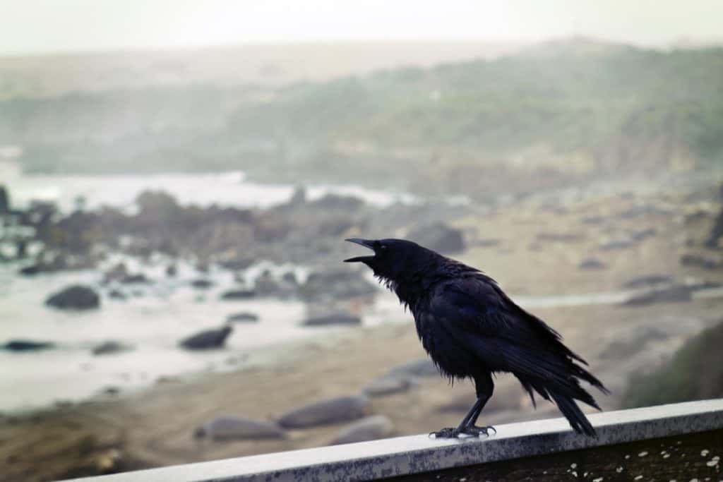 can-you-eat-a-raven-thumbnail-1