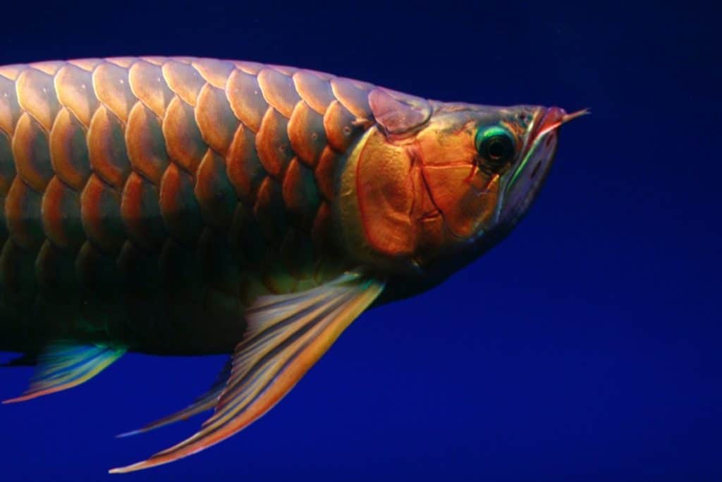 can-you-eat-arowana-fish-and-what-arowana-fish-taste-like