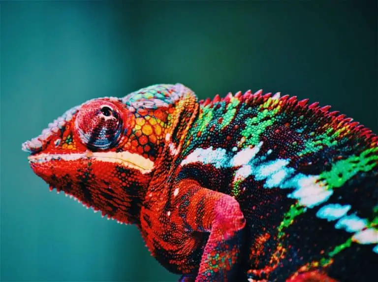 Can You Eat Chameleons And If Chameleons Are Safe To Eat 