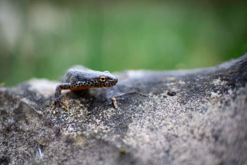 can-you-eat-salamanders-salamander-photo-1