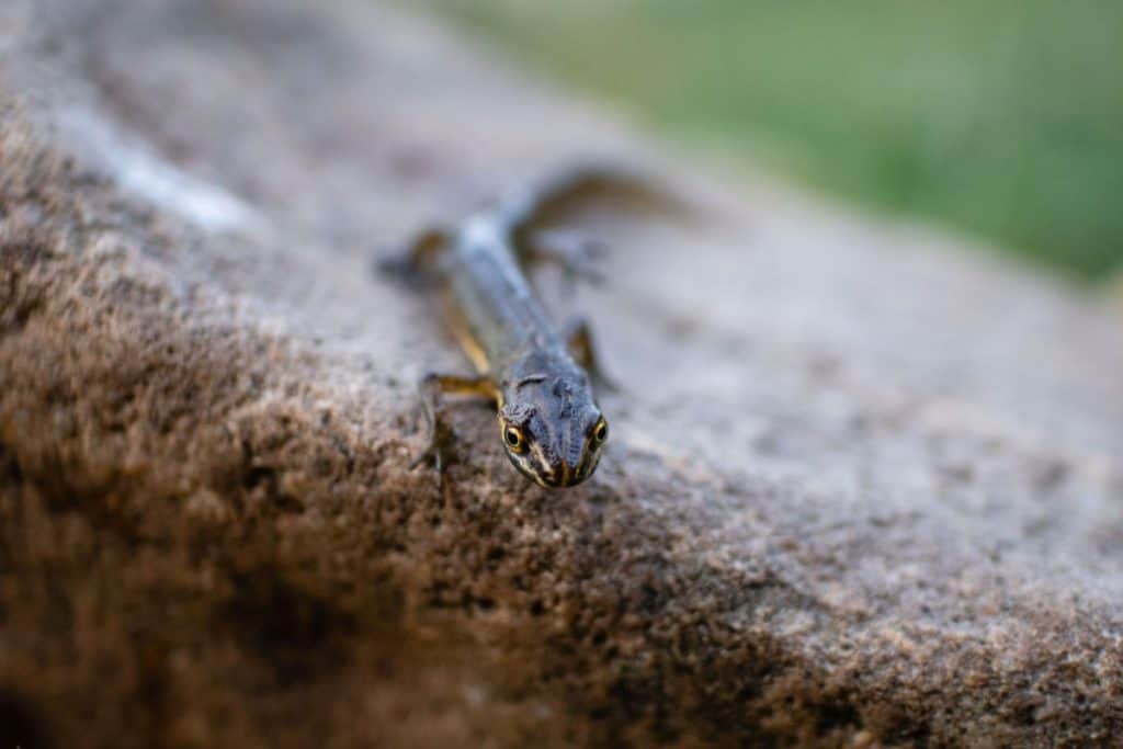 can-you-eat-salamanders-salamander-photo-2
