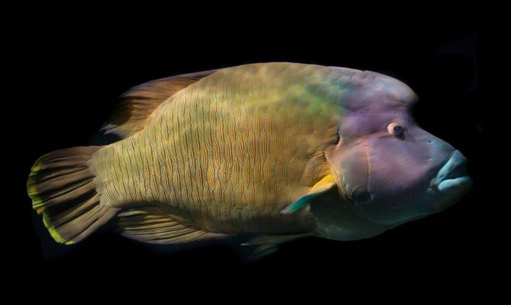 can-you-eat-wrasse-wrasse-photo-1