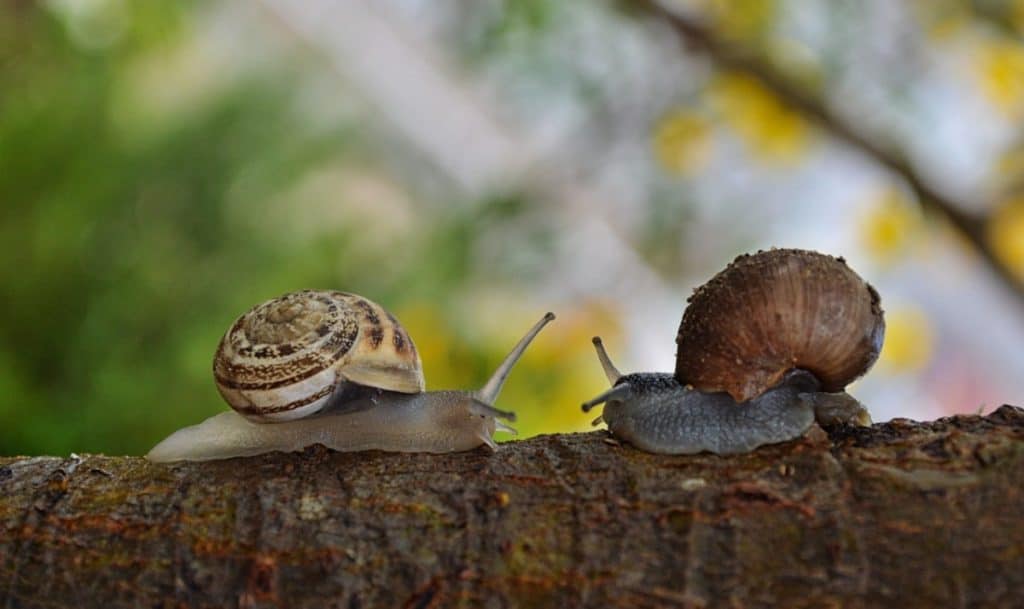 do-snails-eat-other-snails-snail-photo-1