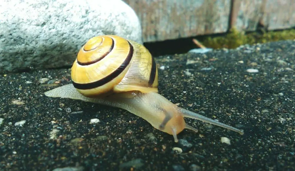 do-snails-eat-other-snails-snail-photo-2