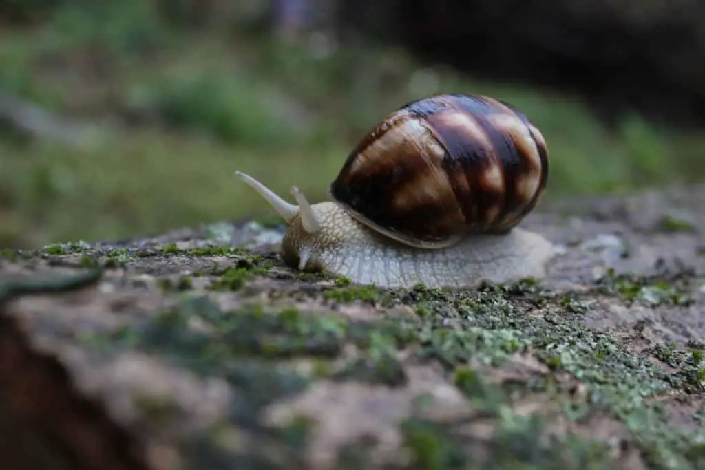 do-snails-eat-other-snails-thumbnail