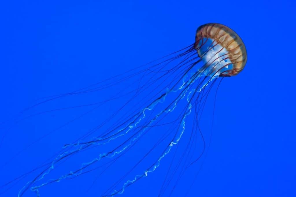 is-a-jellyfish-considered-to-be-a-fish-jellyfish-photo-1