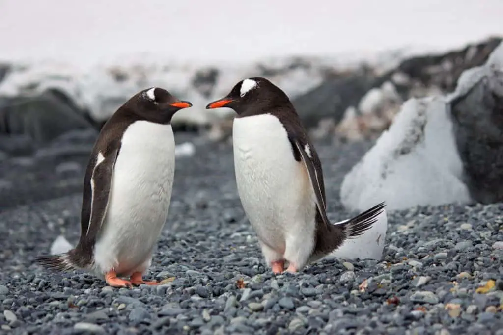 is-a-penguin-considered-to-be-a-fish-penguin-photo-2