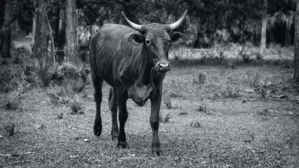 what-do-oxen-eat-oxen-photo-1