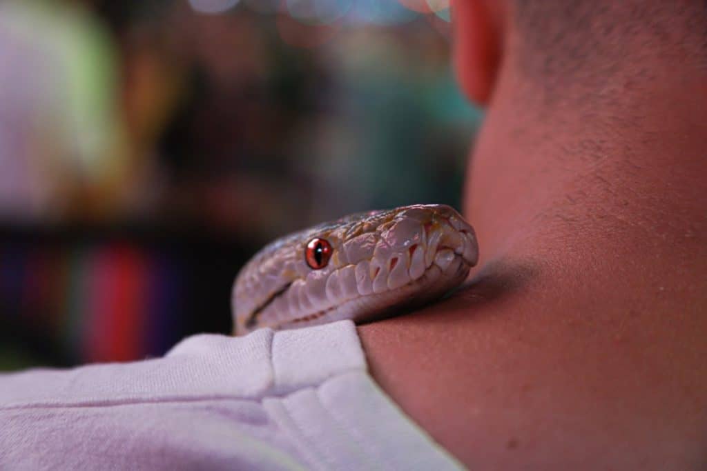 what-does-it-mean-when-the-eyes-of-a-snake-are-white-snake-photo-1