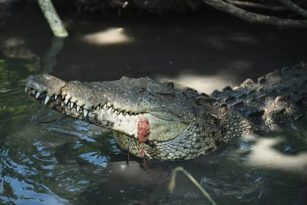 are-alligators-dangerous-alligator-photo-1