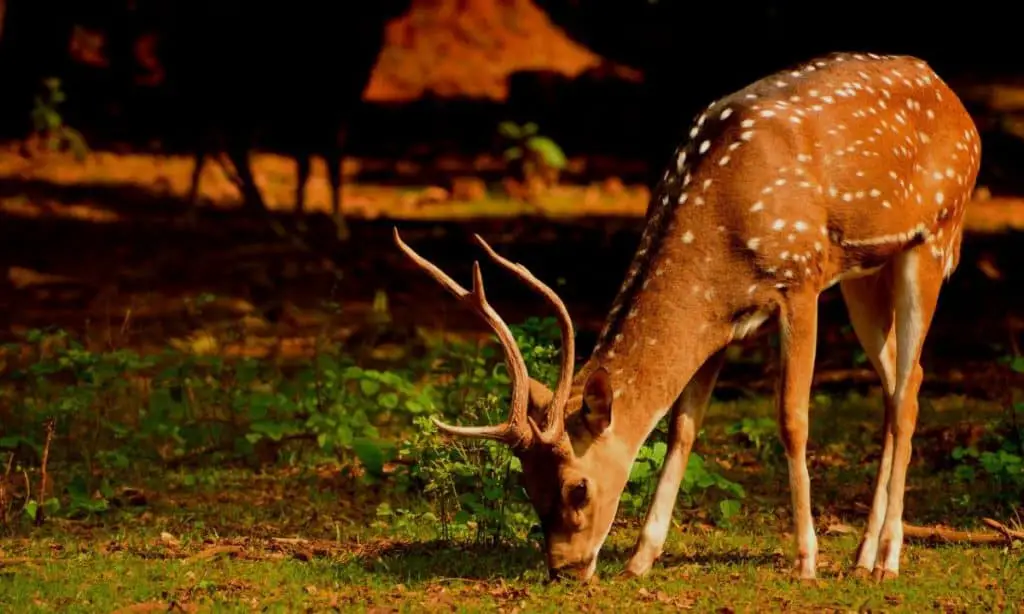 are-deer-smart-animals-deer-photo-1