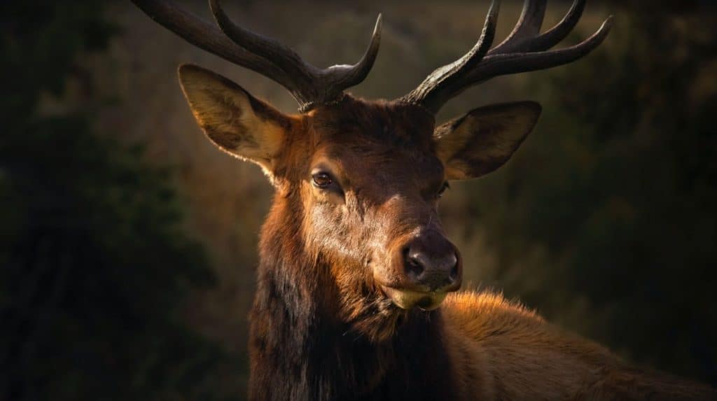 are-deer-smart-animals-deer-photo-2