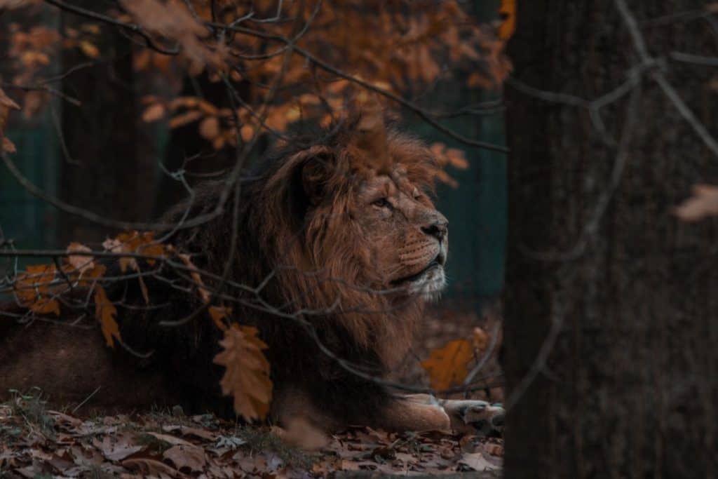 are-lions-dangerous-animals-lion-photo-1
