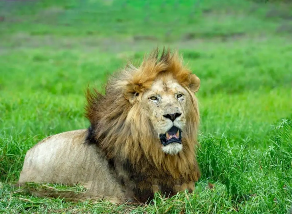 are-lions-dangerous-animals-lion-photo-2
