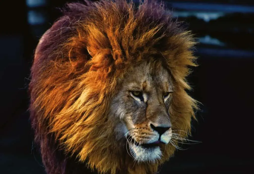 are-lions-dangerous-animals-thumbnail