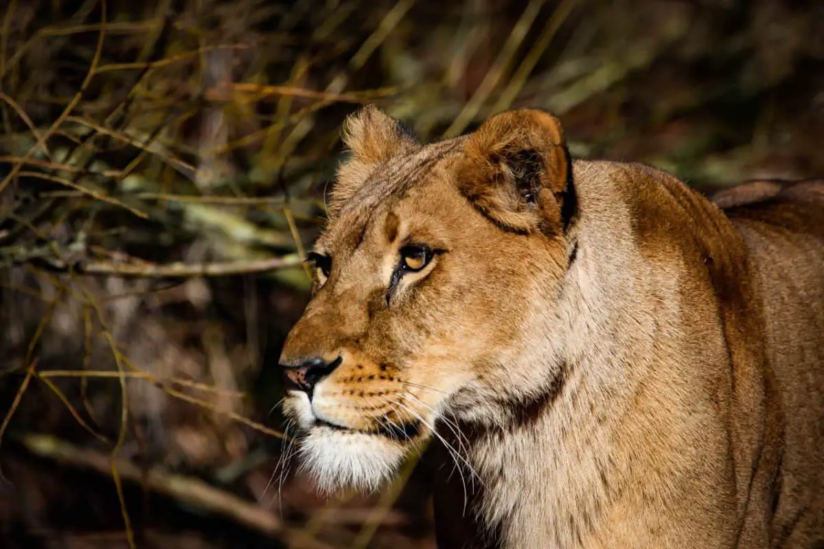 Are Lions Friendly Animals? (And If They're Friendly To Humans)