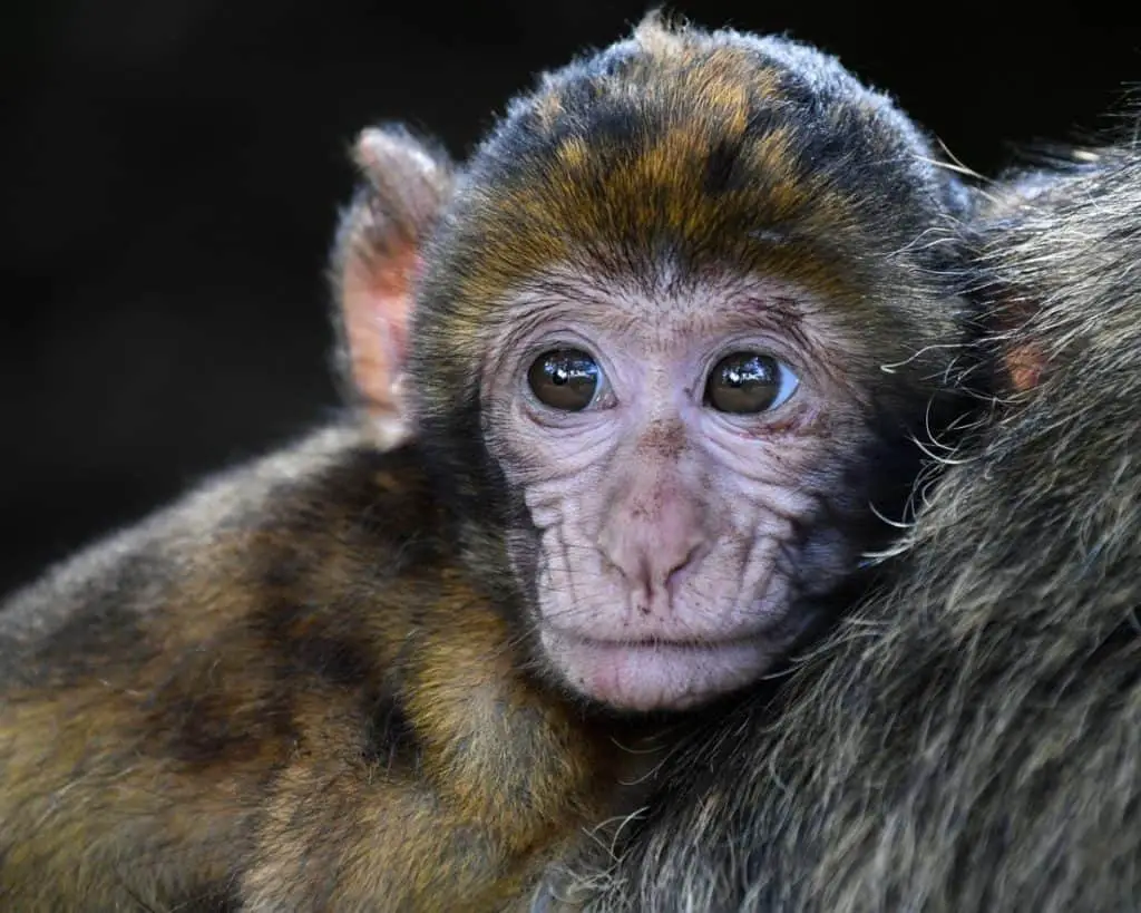 are-monkeys-dangerous-animals-thumbnail