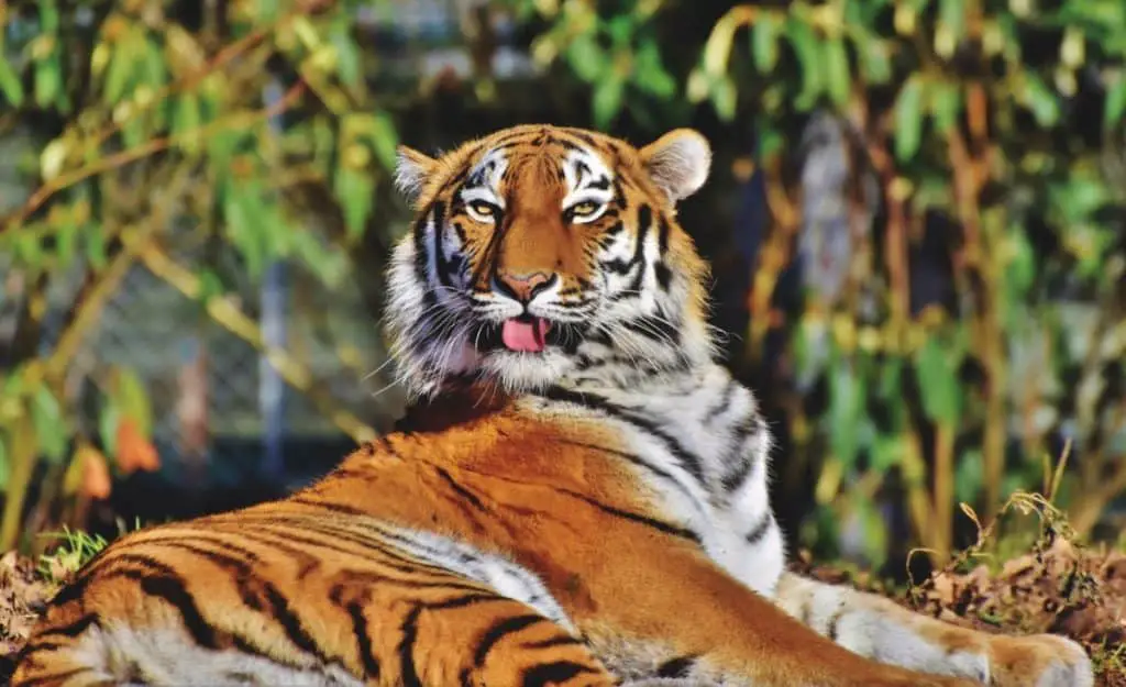 are-tigers-dangerous-animals-thumbnail