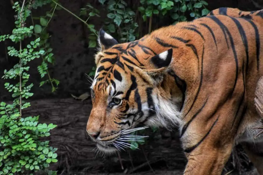 are-tigers-dangerous-animals-tiger-photo-1