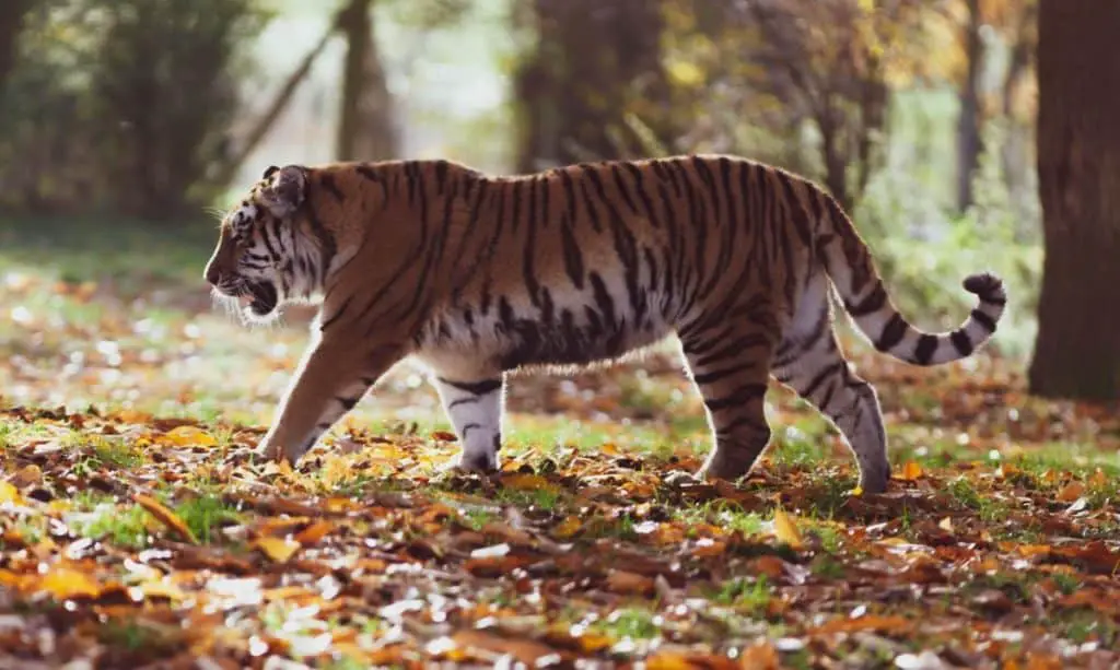 are-tigers-smart-animals-thumbnail